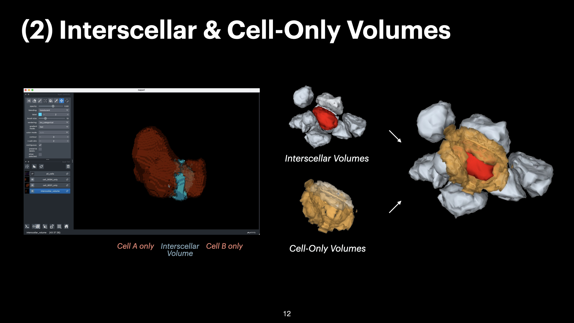 3D Spatial Analysis of Cell-Cell Interactions in Tumor-Immune Microenvironments — slide 12